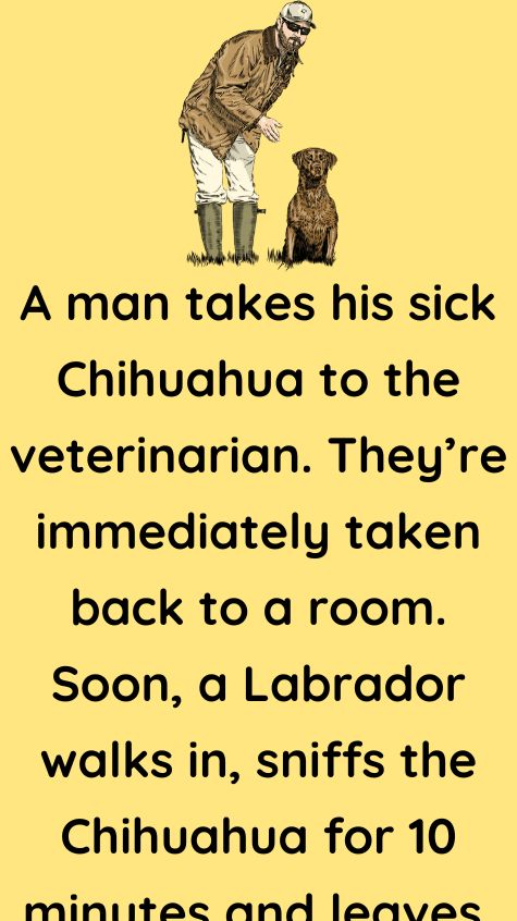 A man takes his sick Chihuahua