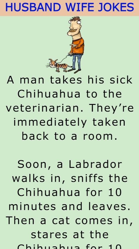 A man takes his sick Chihuahua to the veterinarian