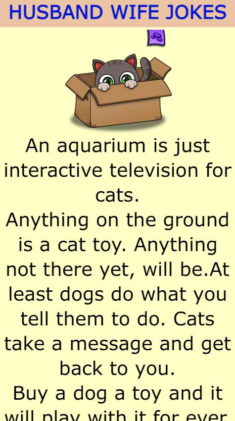 An aquarium is just interactive television for cats