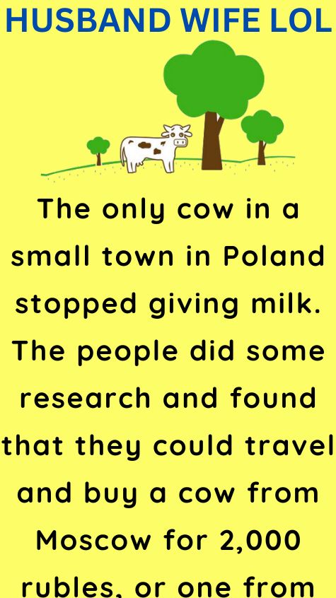 Cow in a small town in Poland