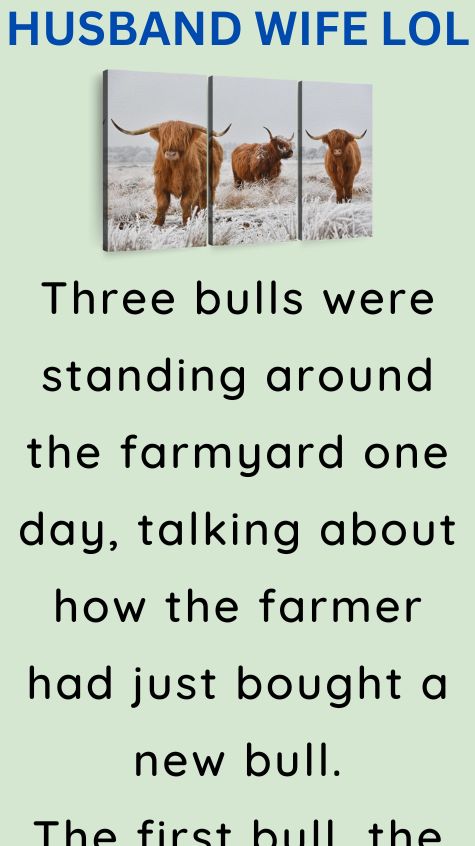 Three bulls were standing around the farmyard